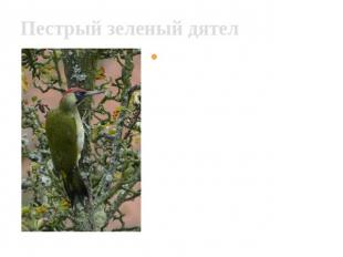 Пестрый зеленый дятел Дятлы не поют и не могут песней пометить свою территорию,