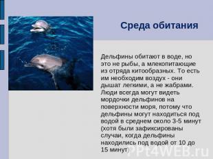 Среда обитания Дельфины обитают в воде, но это не рыбы, а млекопитающие из отряд