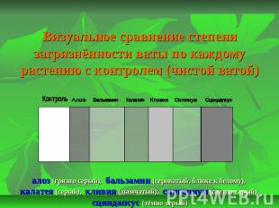 Визуальное сравнение степени загрязнённости ваты по каждому растению с контролем
