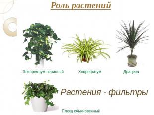 Роль растений Эпипремнум перистый Хлорофитум Драцена Растения - фильтры Плющ обы
