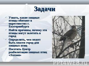 Задачи Узнать, какие хищные птицы обитают в окрестностях г. Екатеринбурга Найти