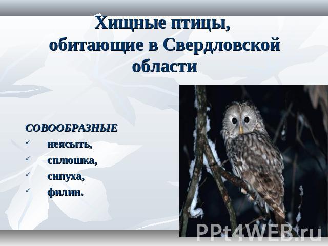 Хищные птицы, обитающие в Свердловской области СОВООБРАЗНЫЕ неясыть, сплюшка, сипуха, филин.