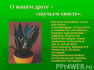 О нашем друге – «щучьем хвосте». Научное название этого растения – сансевиерия.
