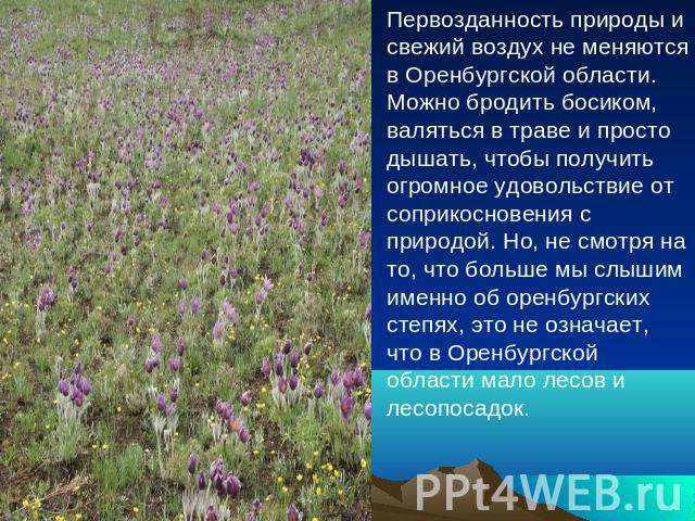 Первозданность природы и свежий воздух не меняются в Оренбургской области. Можно бродить босиком, валяться в траве и просто дышать, чтобы получить огромное удовольствие от соприкосновения с природой. Но, не смотря на то, что больше мы слышим именно …