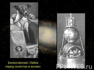Биокосмонавт Лайка перед полетом в космос
