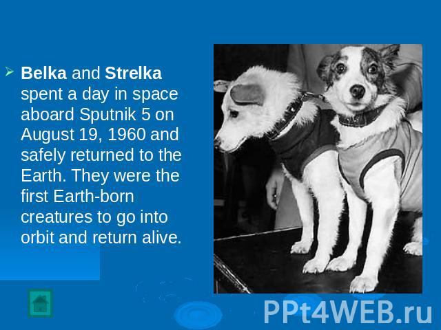Belka and Strelka spent a day in space aboard Sputnik 5 on August 19, 1960 and safely returned to the Earth. They were the first Earth-born creatures to go into orbit and return alive.
