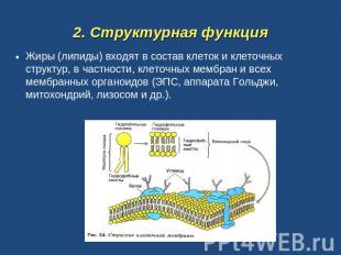 2. Структурная функция Жиры (липиды) входят в состав клеток и клеточных структур