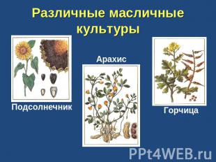 Различные масличные культуры Подсолнечник Арахис Горчица