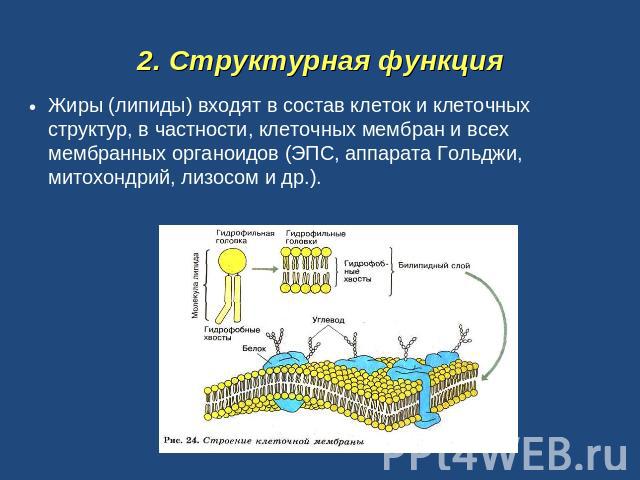 2. Структурная функция Жиры (липиды) входят в состав клеток и клеточных структур, в частности, клеточных мембран и всех мембранных органоидов (ЭПС, аппарата Гольджи, митохондрий, лизосом и др.).
