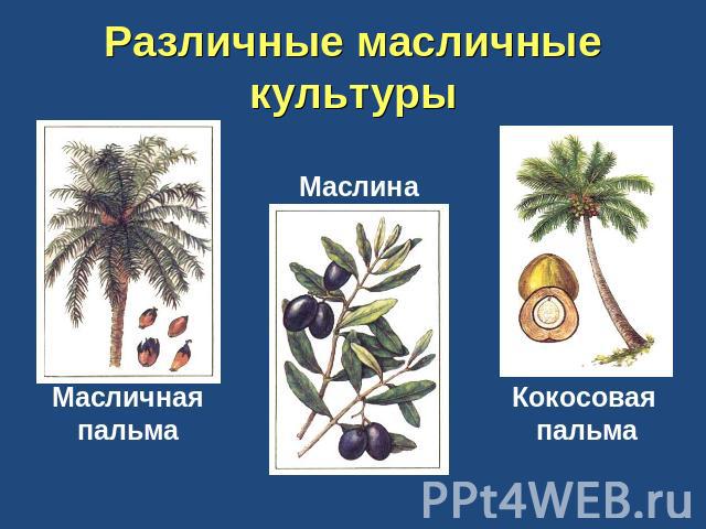 Различные масличные культуры Масличнаяпальма Маслина Кокосовая пальма