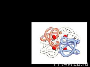 4.Четвертичная структура белка — относится к макромолекулам, в состав которых вх