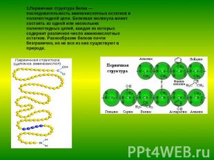 1.Первичная структура белка — последовательность аминокислотных остатков в полип