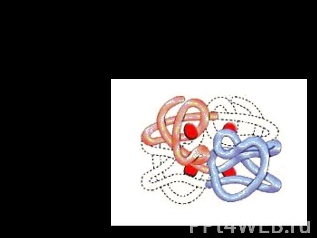 4.Четвертичная структура белка — относится к макромолекулам, в состав которых входит несколько полипептидных цепей (субъединиц), не связанных между собой ковалентно. Между собой эти субъединицы соединяются водородными, иоными, гидрофобными и другими…