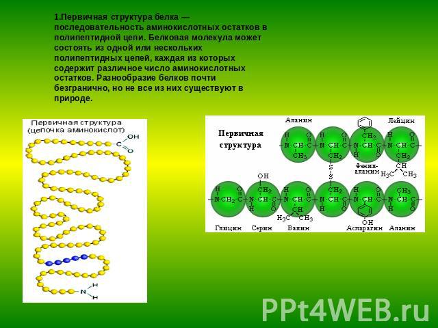 1.Первичная структура белка — последовательность аминокислотных остатков в полипептидной цепи. Белковая молекула может состоять из одной или нескольких полипептидных цепей, каждая из которых содержит различное число аминокислотных остатков. Разнообр…