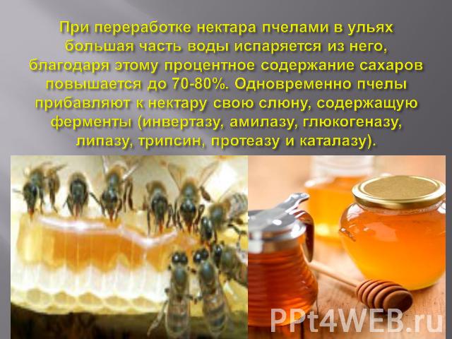При переработке нектара пчелами в ульях большая часть воды испаряется из него, благодаря этому процентное содержание cахаров повышается до 70-80%. Одновременно пчелы прибавляют к нектару свою слюну, содержащую ферменты (инвертазу, амилазу, глюкогена…