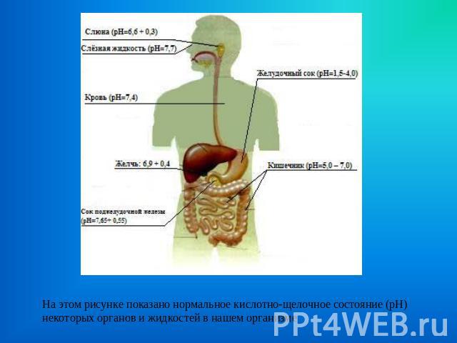 На этом рисунке показано нормальное кислотно-щелочное состояние (рН) некоторых органов и жидкостей в нашем организме