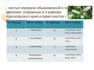 - листья черемухи обыкновенной в период цветения, собранные в 4 районах Краснояр