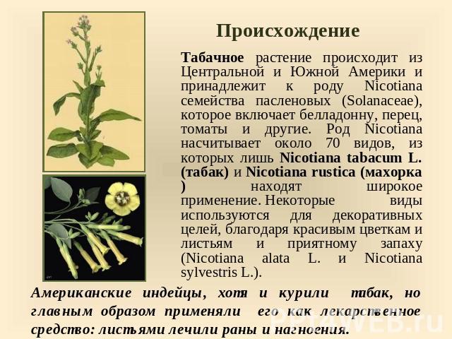 Происхождение Табачное растение происходит из Центральной и Южной Америки и принадлежит к роду Nicotiana семейства пасленовых (Solanaceae), которое включает белладонну, перец, томаты и другие. Род Nicotiana насчитывает около 70 видов, из которых лиш…