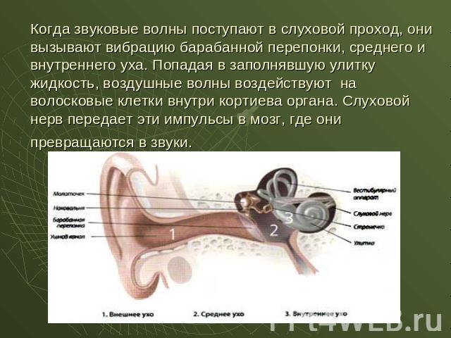 Когда звуковые волны поступают в слуховой проход, они вызывают вибрацию барабанной перепонки, среднего и внутреннего уха. Попадая в заполнявшую улитку жидкость, воздушные волны воздействуют на волосковые клетки внутри кортиева органа. Слуховой нерв …