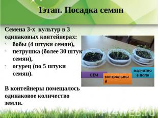 1этап. Посадка семян Семена 3-х культур в 3 одинаковых контейнерах:бобы (4 штуки