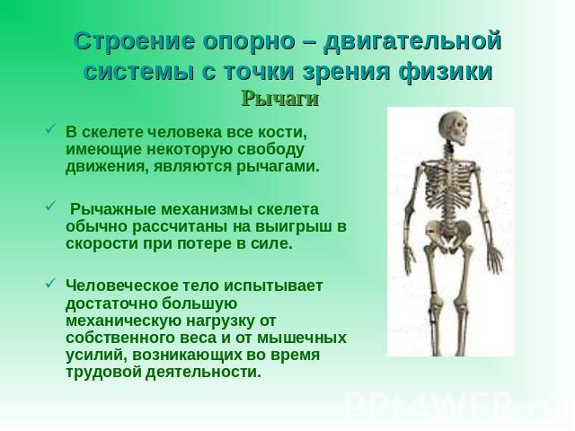 Строение опорно – двигательной системы с точки зрения физики В скелете человека все кости, имеющие некоторую свободу движения, являются рычагами. Рычажные механизмы скелета обычно рассчитаны на выигрыш в скорости при потере в силе. Человеческое тело…