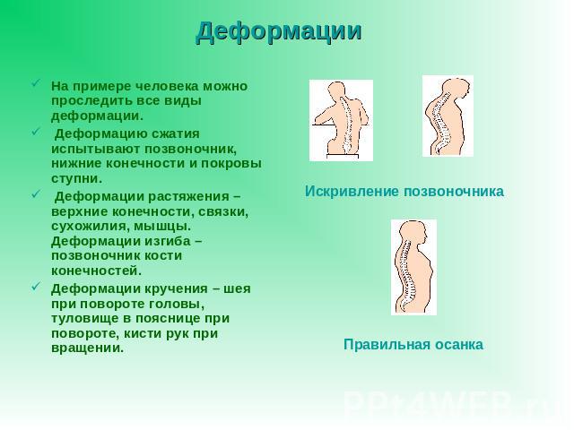 На примере человека можно проследить все виды деформации. Деформацию сжатия испытывают позвоночник, нижние конечности и покровы ступни. Деформации растяжения – верхние конечности, связки, сухожилия, мышцы. Деформации изгиба – позвоночник кости конеч…