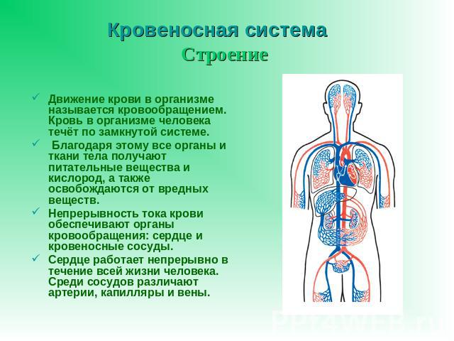 Кровеносная система Движение крови в организме называется кровообращением. Кровь в организме человека течёт по замкнутой системе. Благодаря этому все органы и ткани тела получают питательные вещества и кислород, а также освобождаются от вредных веще…