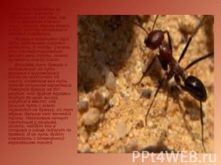 Летом, наблюдая за муравьями, я всегда задумывался над тем, как они в огромном д