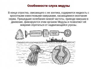 Особенности слуха медузыВ конце отростка, свисающего с ее зонтика, содержится жи
