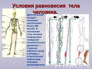 Условия равновесия тела человека. Двигательный аппарат человека насчитывает боле