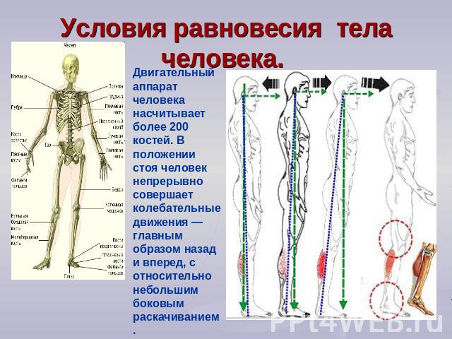 Условия равновесия тела человека. Двигательный аппарат человека насчитывает более 200 костей. В положении стоя человек непрерывно совершает колебательные движения — главным образом назад и вперед, с относительно небольшим боковым раскачиванием.