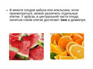 В мякоти плодов арбуза или апельсина, если присмотреться, можно различить отдель