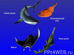 Синяя акулаЭлектрическийскатМантаПила-рыба