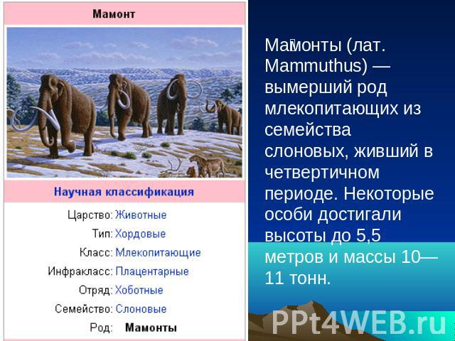 Мамонты (лат. Mammuthus) — вымерший род млекопитающих из семейства слоновых, живший в четвертичном периоде. Некоторые особи достигали высоты до 5,5 метров и массы 10—11 тонн.