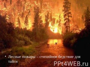 Лесные пожары – стихийное бедствие для тайгиЛесные пожары – стихийное бедствие д