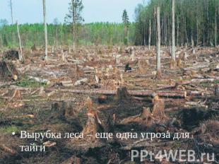 Вырубка леса – еще одна угроза для тайгиВырубка леса – еще одна угроза для тайги