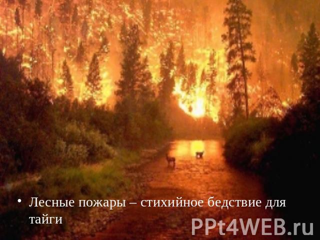Лесные пожары – стихийное бедствие для тайгиЛесные пожары – стихийное бедствие для тайги