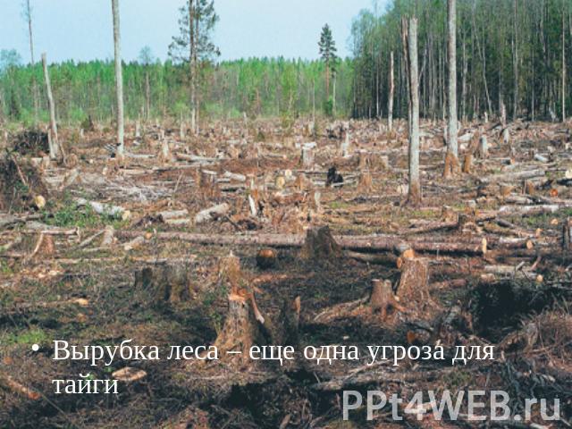 Вырубка леса – еще одна угроза для тайгиВырубка леса – еще одна угроза для тайги