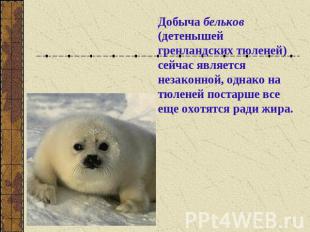 Добыча бельков (детенышей гренландских тюленей) сейчас является незаконной, одна