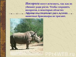 Носороги могут исчезнуть, так как их убивают ради рогов. Чтобы сохранить носорог