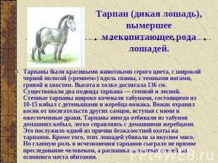 Тарпан (дикая лошадь), вымершее млекопитающее рода лошадей.Тарпаны были красивым