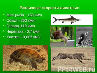Различные скорости животных Меч-рыба - 130 км/чСокол - 360 км/чГепард-110 км/чЧе