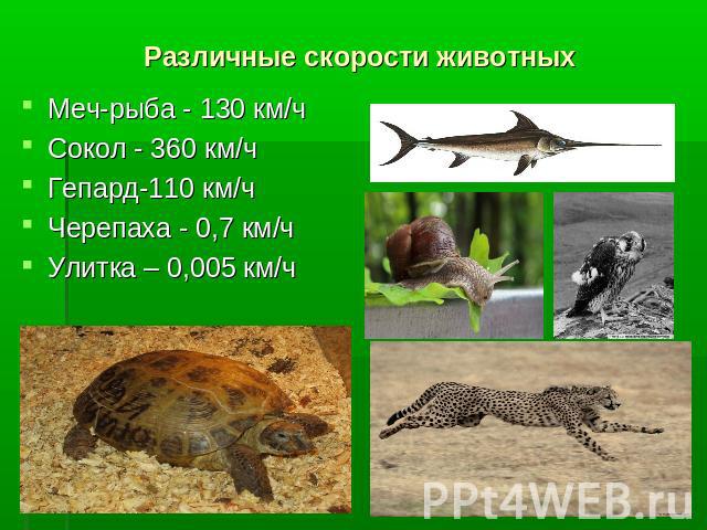 Различные скорости животных Меч-рыба - 130 км/чСокол - 360 км/чГепард-110 км/чЧерепаха - 0,7 км/чУлитка – 0,005 км/ч