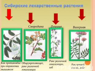 Сибирские лекарственные растения Как противоядие при отравлении мышьяком Общеукр