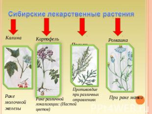 Сибирские лекарственные растения Раке молочной железы Раке различной локализации