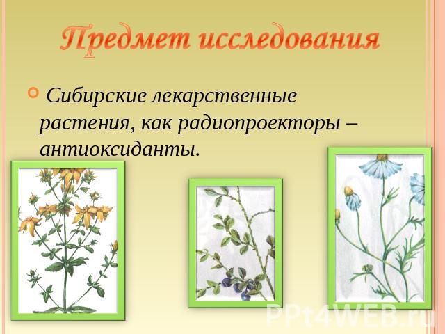 Предмет исследования Сибирские лекарственные растения, как радиопроекторы – антиоксиданты.