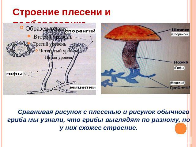 Строение плесени и подберезовика Сравнивая рисунок с плесенью и рисунок обычного гриба мы узнали, что грибы выглядят по разному, но у них схожее строение.