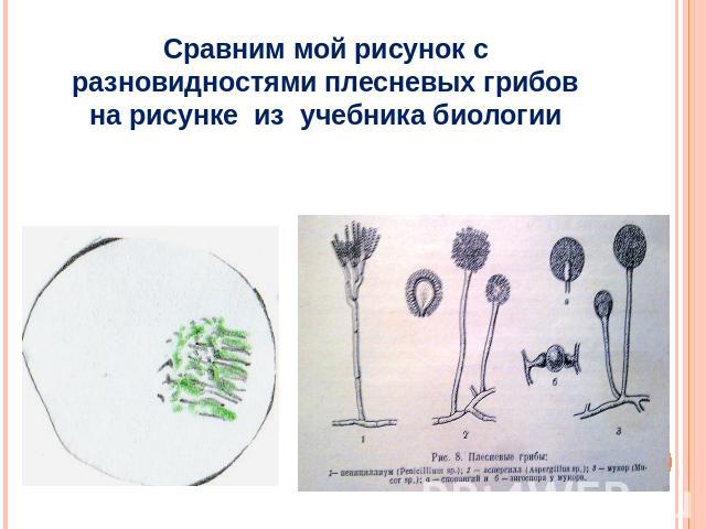 Сравним мой рисунок с разновидностями плесневых грибов на рисунке из учебника биологии