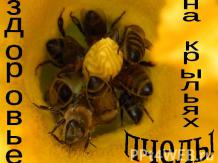 Здоровье на крыльях пчелы