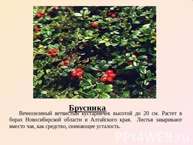 Брусника Вечнозеленый ветвистый кустарничек высотой до 20 см. Растет в борах Новосибирской области и Алтайского края. Листья заваривают вместо чая, как средство, снимающее усталость.